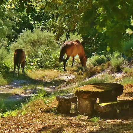 Σπίτι διακοπών Quinta Do Rio Homem *
