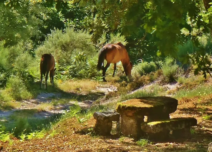 Casa de Férias Quinta Do Rio Homem *
